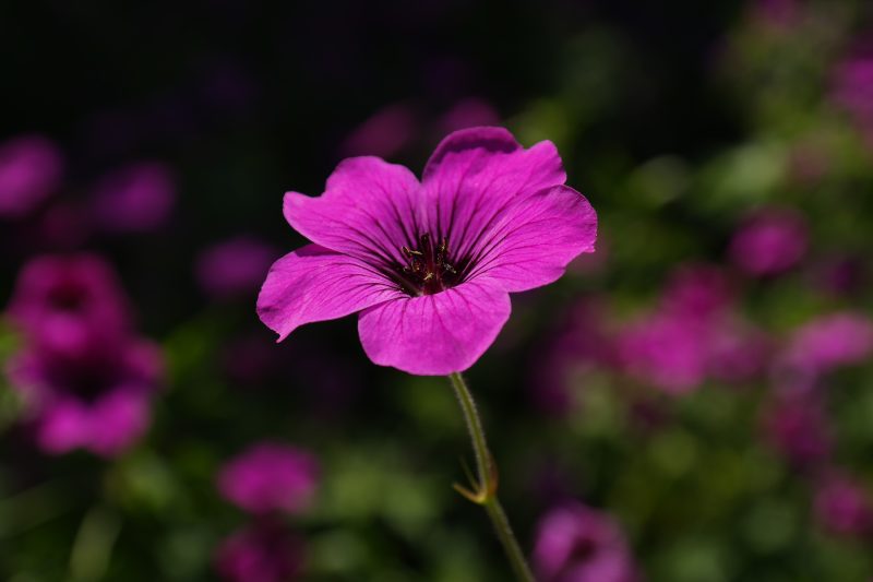 送花知识的惊人发现：这种花竟然能预测爱情结局(图2)