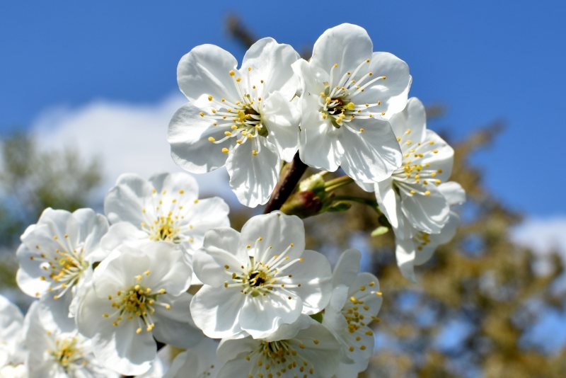 菊花革命：一朵花如何改变东方审美千年？(图2)