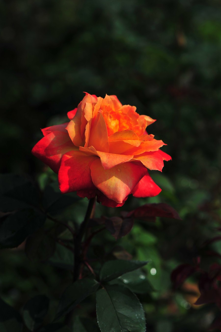 玫瑰花的5大养护要点，让你轻松打造梦幻花园(图3)
