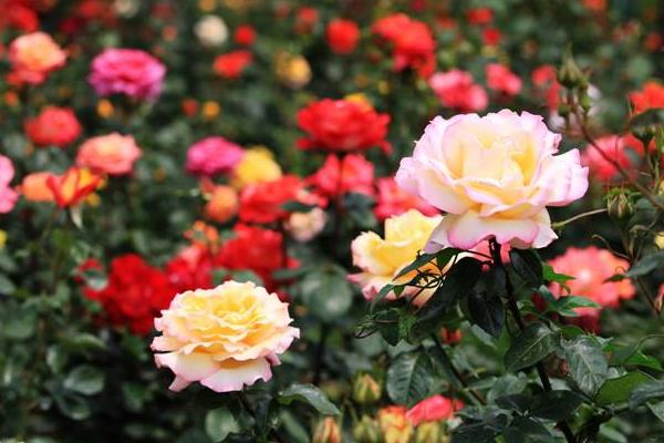 月季花养护指南：轻松让您的花园始终充满鲜花(图1)