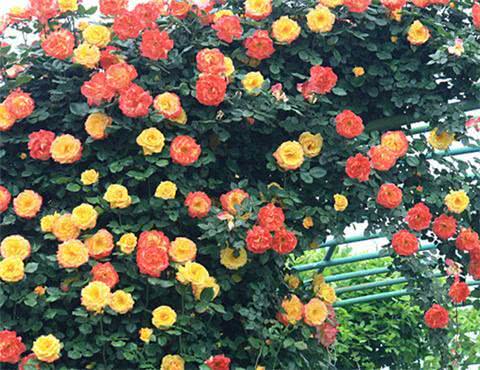 如何在家中种植月季，打造美丽花园(图1)