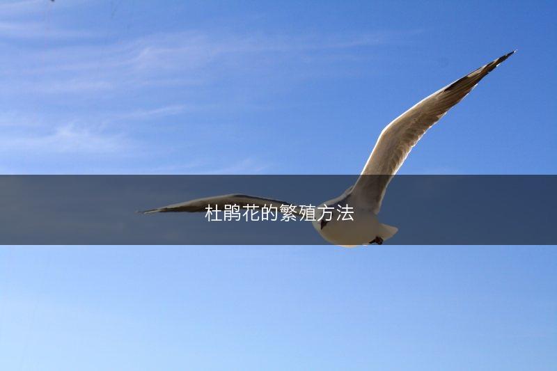 灵芝子实体嫁接技术(图1)