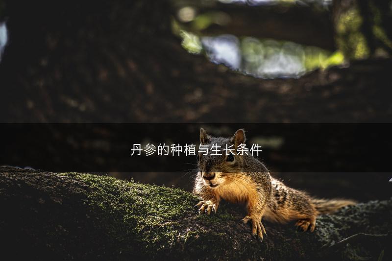 丹参的种植与生长条件(图1)