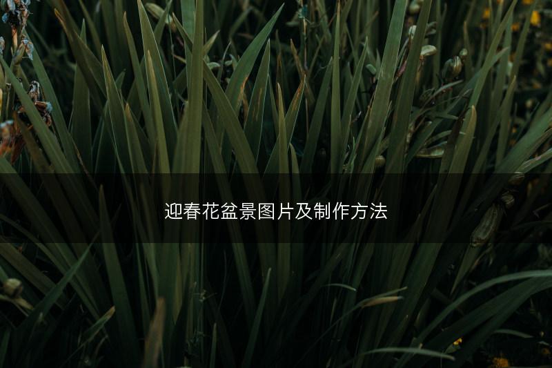 迎春花盆景图片及制作方法(图1)
