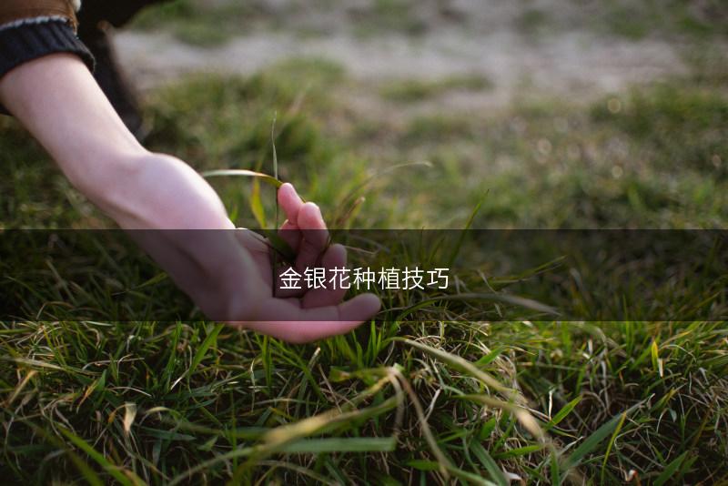 金银花种植技巧(图1)
