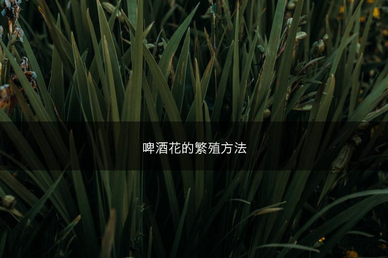啤酒花的繁殖方法(图1)