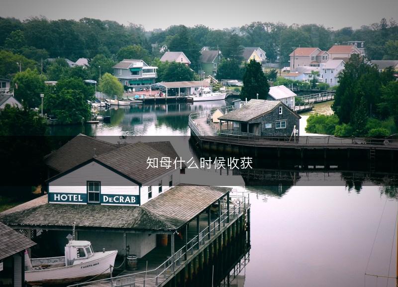 知母什么时候收获(图1)