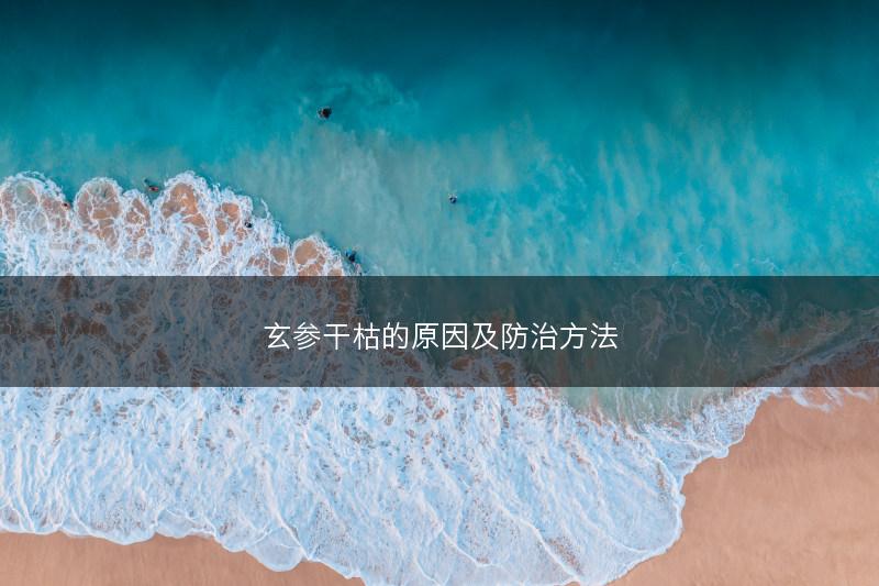玄参干枯的原因及防治方法(图1)