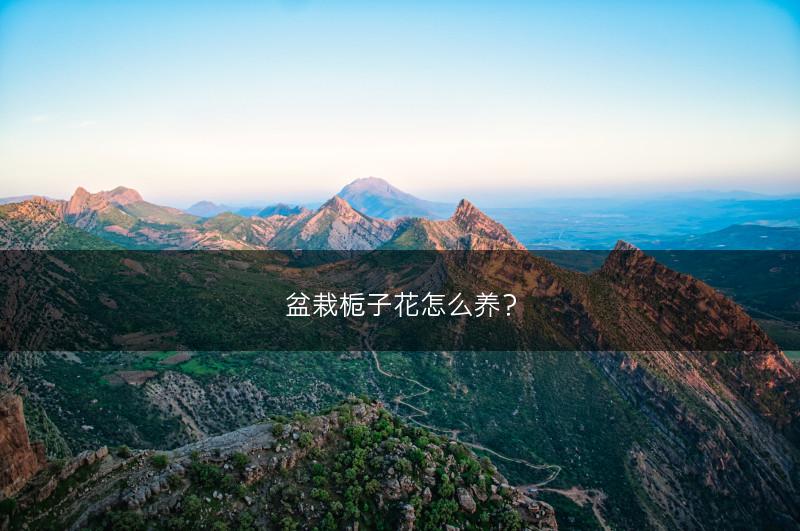 盆栽栀子花怎么养？(图1)