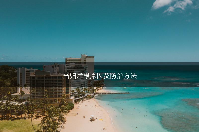 当归烂根原因及防治方法(图1)