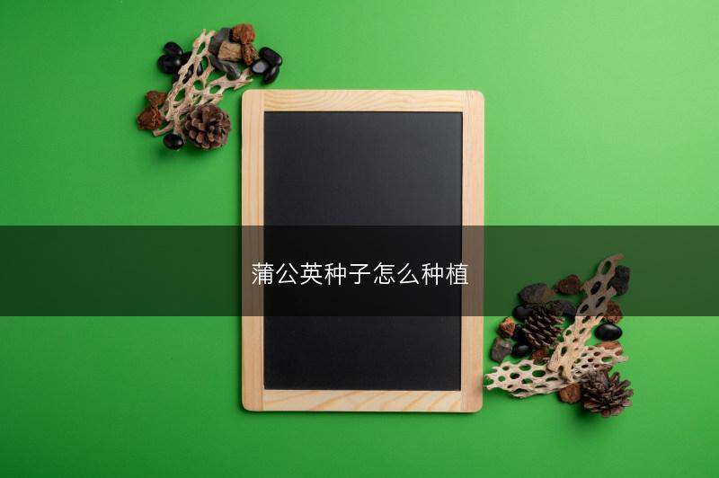 蒲公英种子怎么种植(图1)
