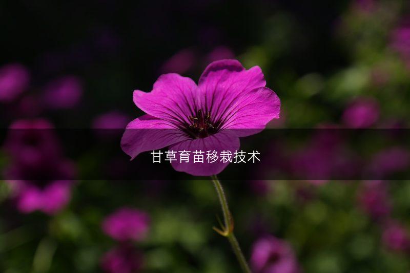 甘草育苗移栽技术(图1)