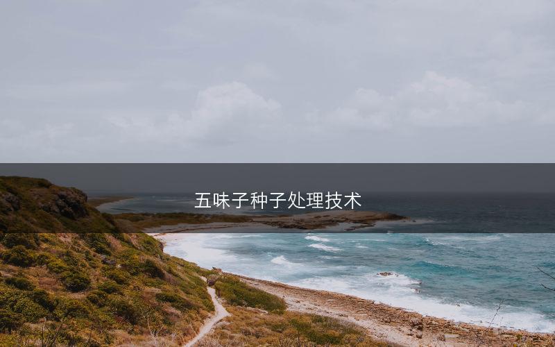 五味子种子处理技术(图1)