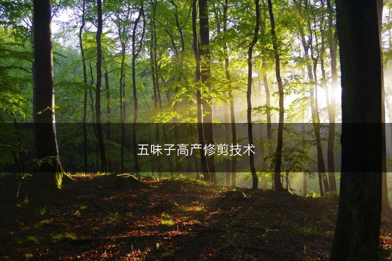 五味子高产修剪技术(图1)