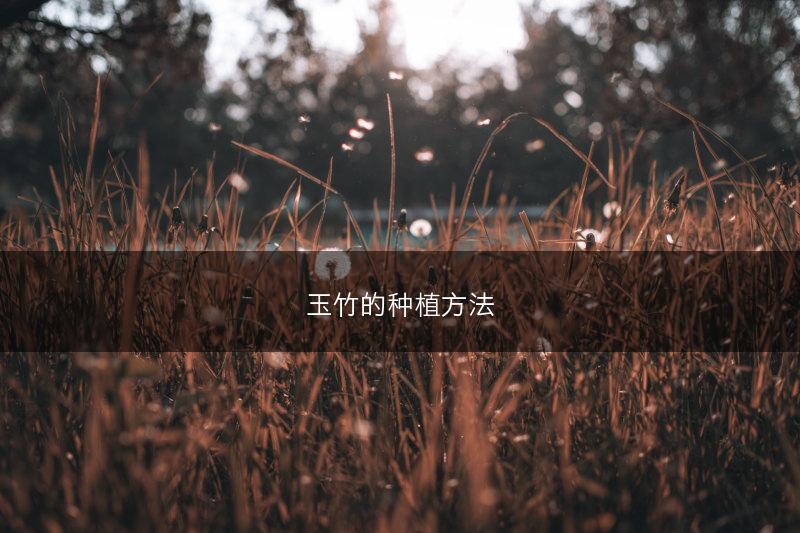 玉竹的种植方法(图1)