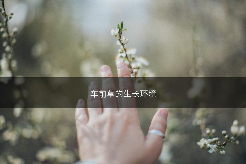 车前草的生长环境(图1)