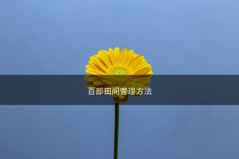 百部田间管理方法(图1)