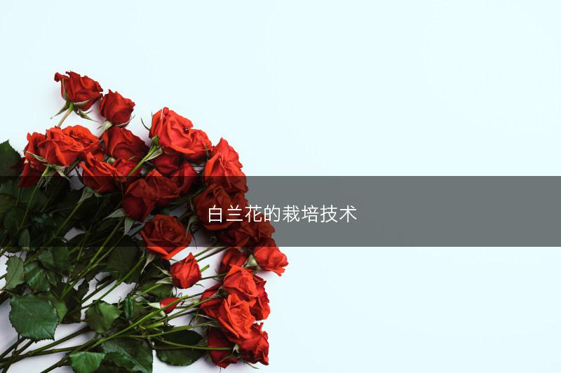 铁皮石斛的功效及作用(图1)
