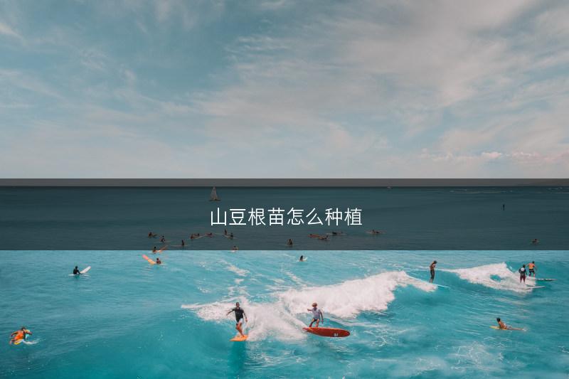 野生铁皮石斛的生长环境(图1)