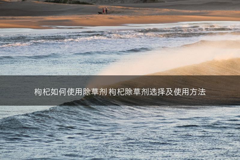 枸杞在不同阶段怎么修剪 枸杞树修剪方法介绍(图1)