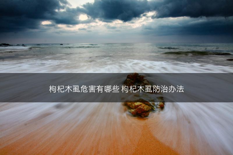 枸杞木虱危害有哪些 枸杞木虱防治办法(图1)