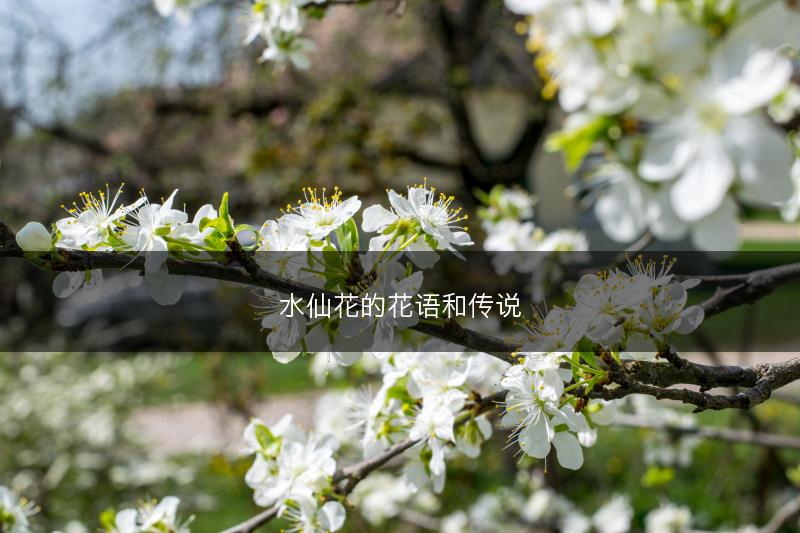 毛地黄的常见病虫害及其防治方法(图1)