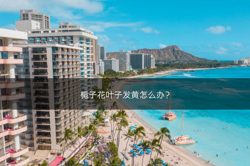 车前草什么时候种 种一亩大约收益多少钱(图1)