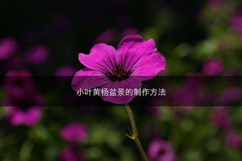 三七的功效与作用(图1)