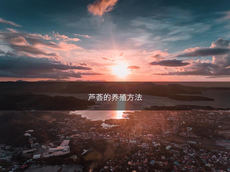 水培薄荷怎么养 水培薄荷的养殖方法(图1)