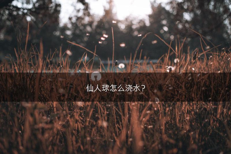 薄荷有哪些种类 薄荷常见的品种(图1)