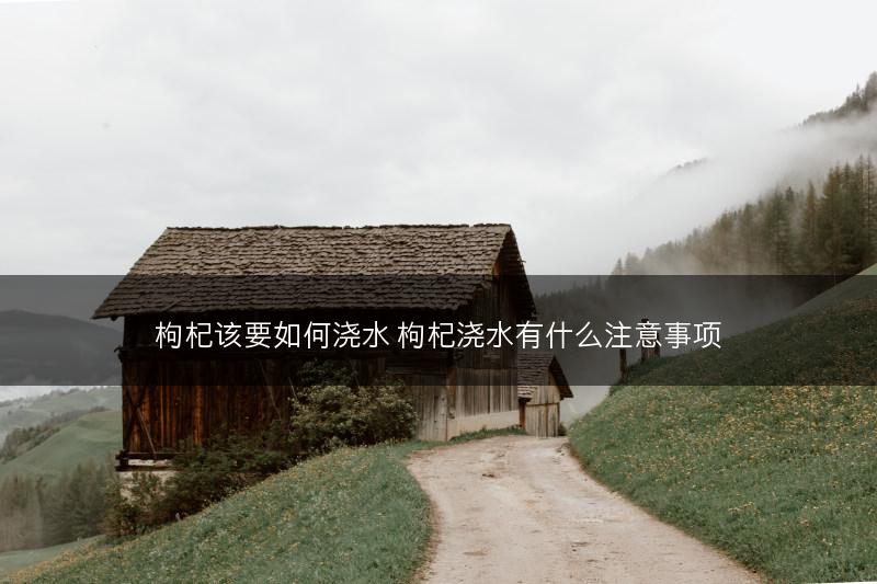 枸杞该要如何浇水 枸杞浇水有什么注意事项(图1)