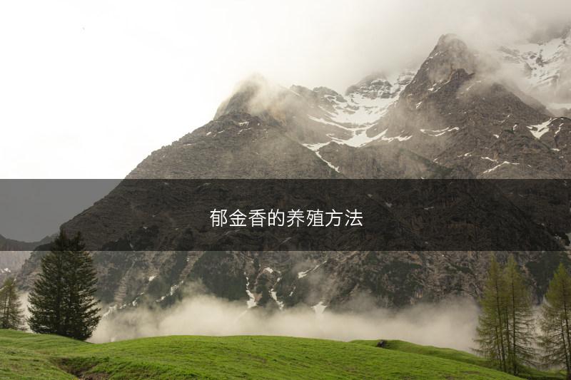 北沙参和南沙参有何区别 沙参种植效益如何(图1)