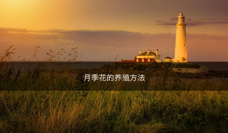 薄荷怎么种植能高产，薄荷高产种植技术(图1)