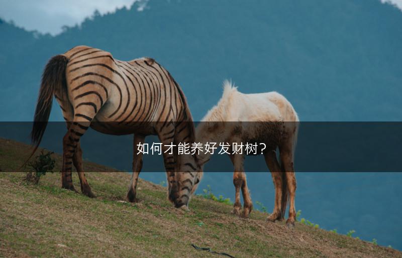 天麻种植时间 天麻种植什么时间(图1)