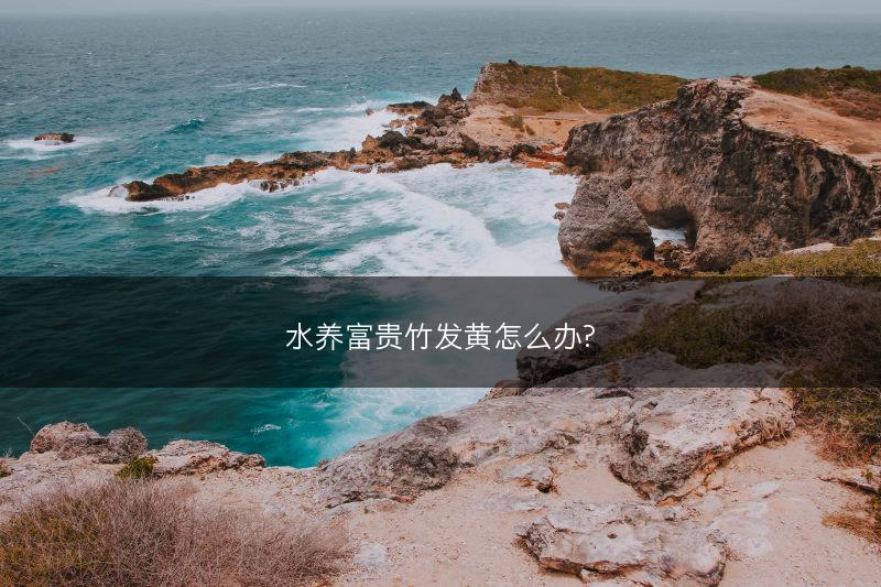 北沙参种植技术(图1)