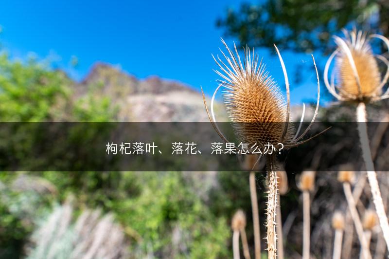 枸杞落叶、落花、落果怎么办？(图1)