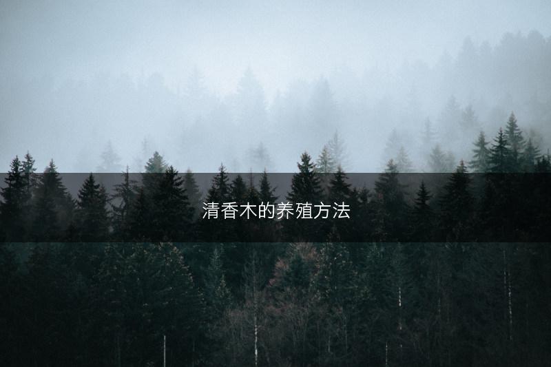 天麻种植时间 种植方法 繁殖方法(图1)