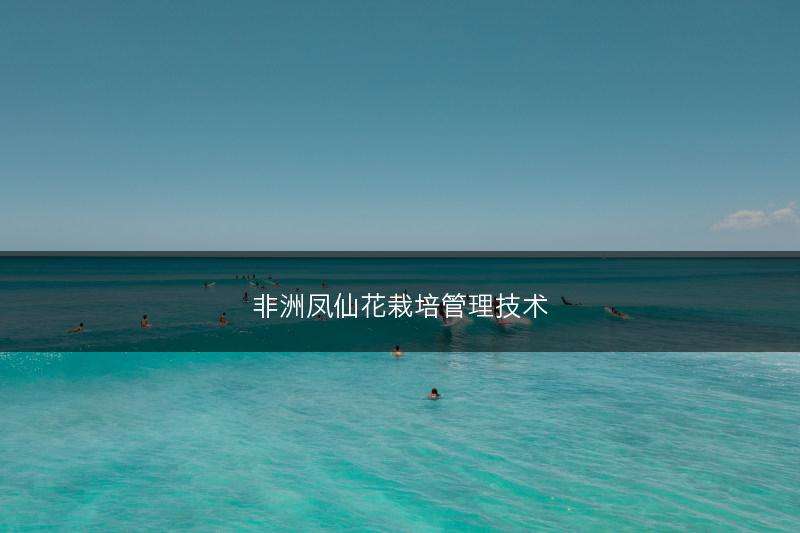 非洲凤仙花栽培管理技术(图1)