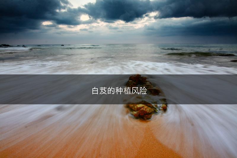 当归根腐病的防治措施(图1)