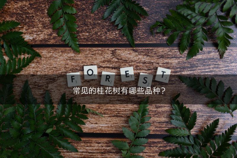 天麻软腐烂窝咋回事 天麻软腐烂窝的防治方法(图1)
