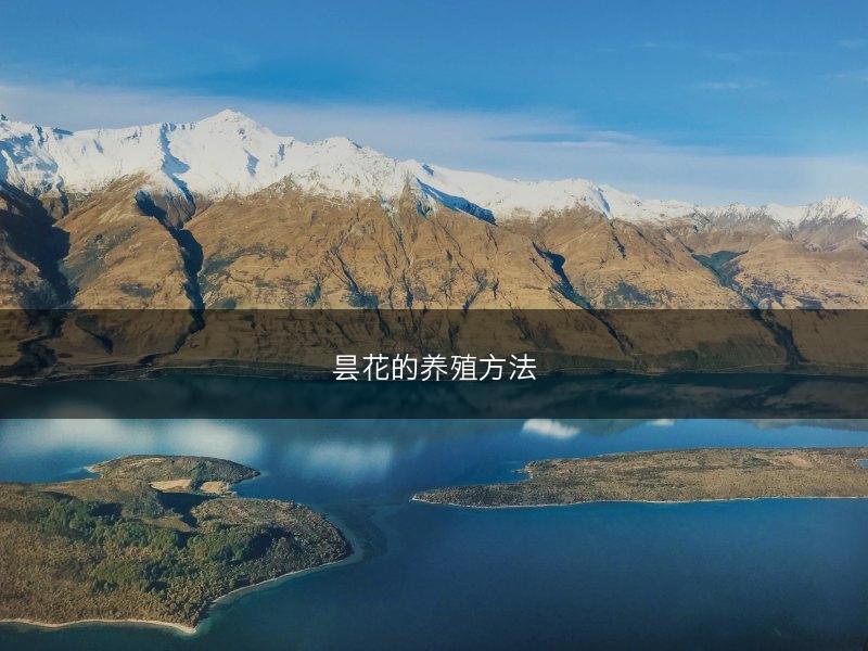 枸杞如何扦插育苗 枸杞扦插育苗有什么优势(图1)