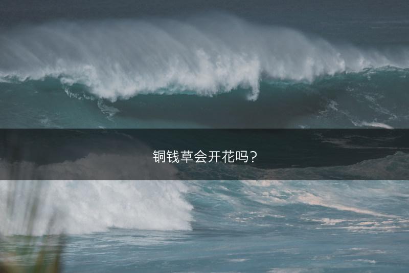铜钱草会开花吗？(图1)