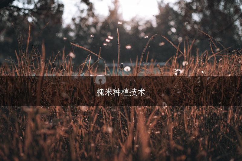 槐米种植技术(图1)