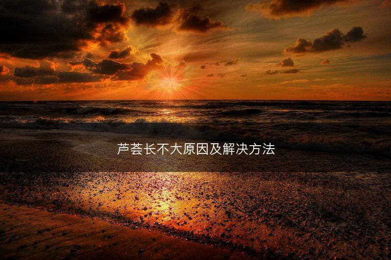 芦荟长不大原因及解决方法(图1)