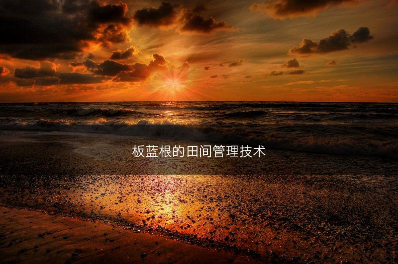 板蓝根的田间管理技术(图1)