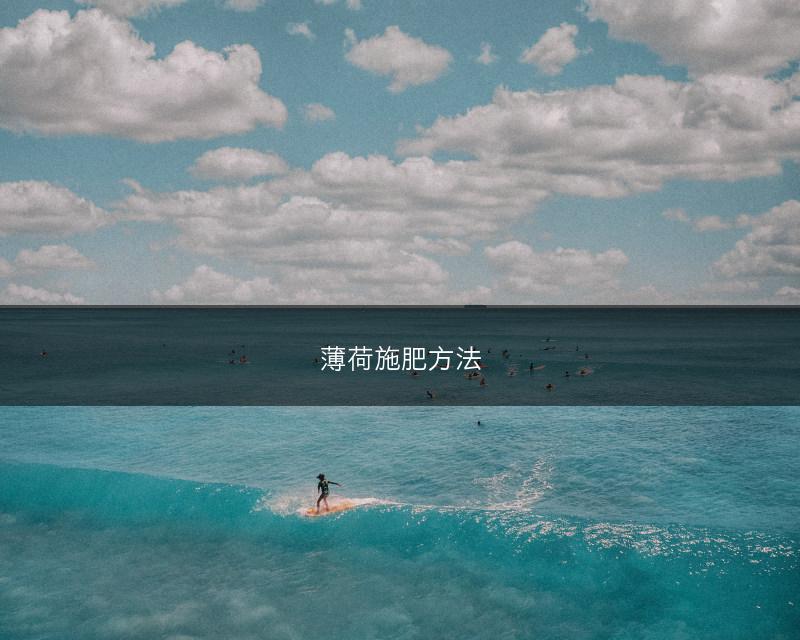 薄荷施肥方法(图1)