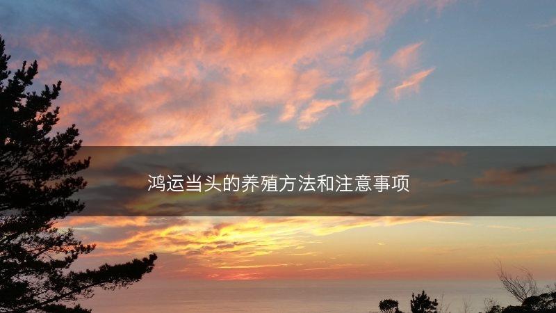 鸿运当头的养殖方法和注意事项(图1)