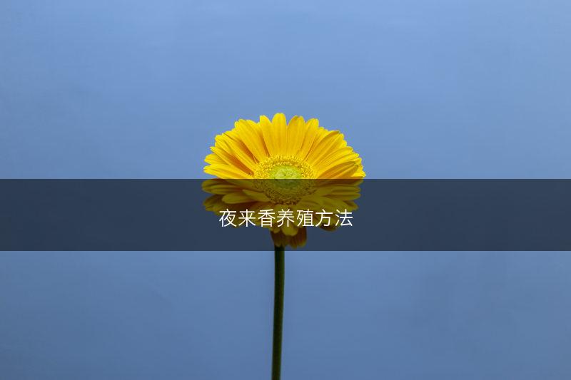 夜来香养殖方法(图1)