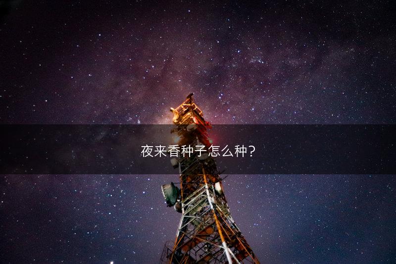 夜来香种子怎么种？(图1)