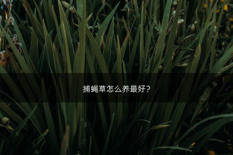 捕蝇草怎么养最好？(图1)